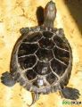 Красноухая черепаха (Trachemys scripta)
